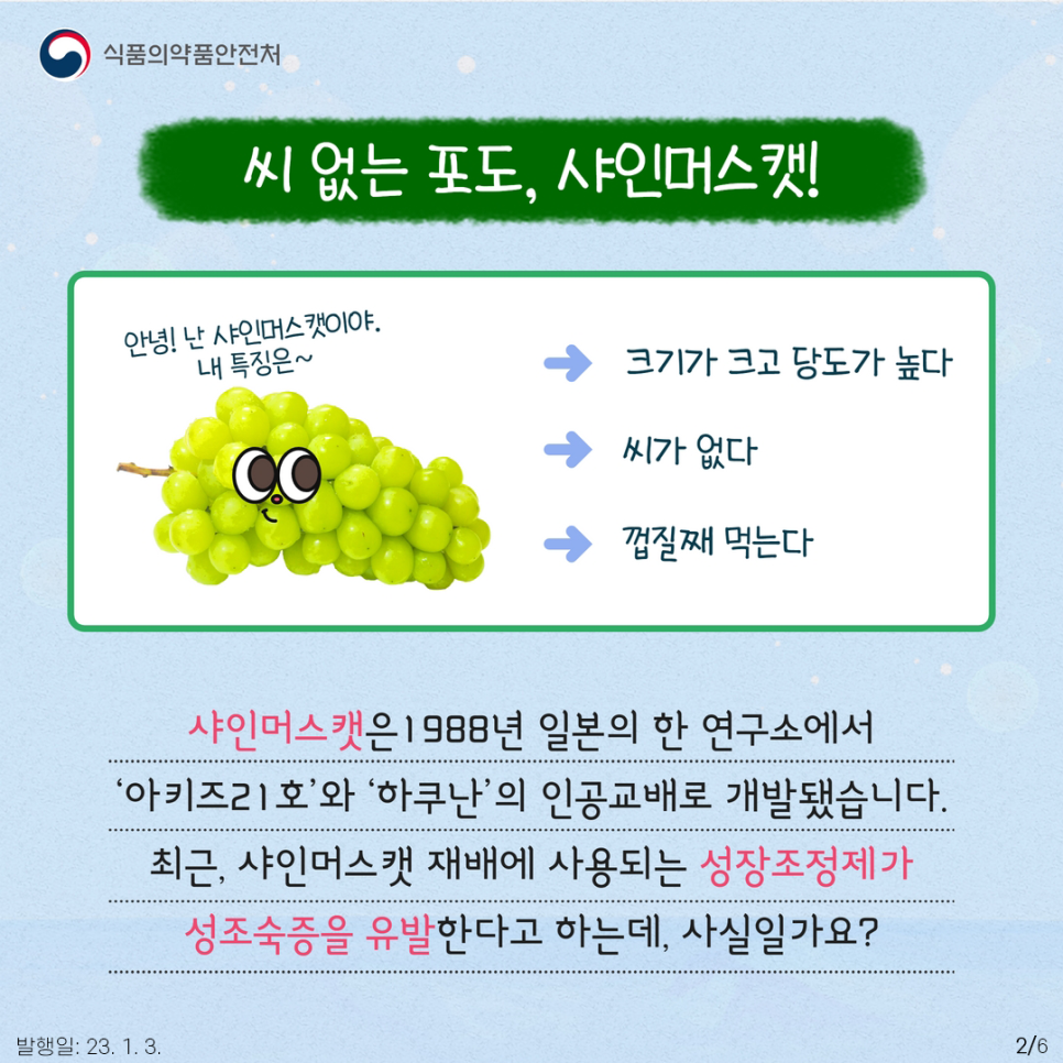 샤인머스캣은 청포도 보다 큰 크기와 높은 당도를 자랑하는데요. 씨를 가려내는 불편함도 없어 많은 사랑을 받은 이 과일은, 1988년 일본의 한 연구소에서 ‘아키즈21호’와 ‘하쿠난’의 인공교배를 통해 개발되었습니다.