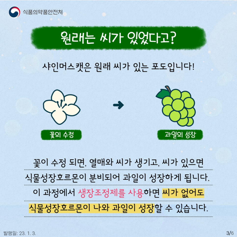 샤인머스캣은 원래 씨가 있는 포도입니다.
꽃이 피어 암술과 수술이 수정되면 열매와 씨가 생기고, 씨가 있으면 식물성장호르몬이 분비되면서 과일이 성장하게 되는데요.
이 과정에서 씨를 없애기 위해 생장조정제를 사용합니다. 생장조정제를 사용하면 씨가 없어도 식물성장호르몬이 나와 과일이 성장할 수 있기 때문입니다.