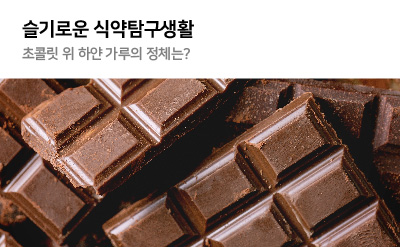슬기로운 식약탐구생활 초콜릿 위 하얀 가루의 정체는
