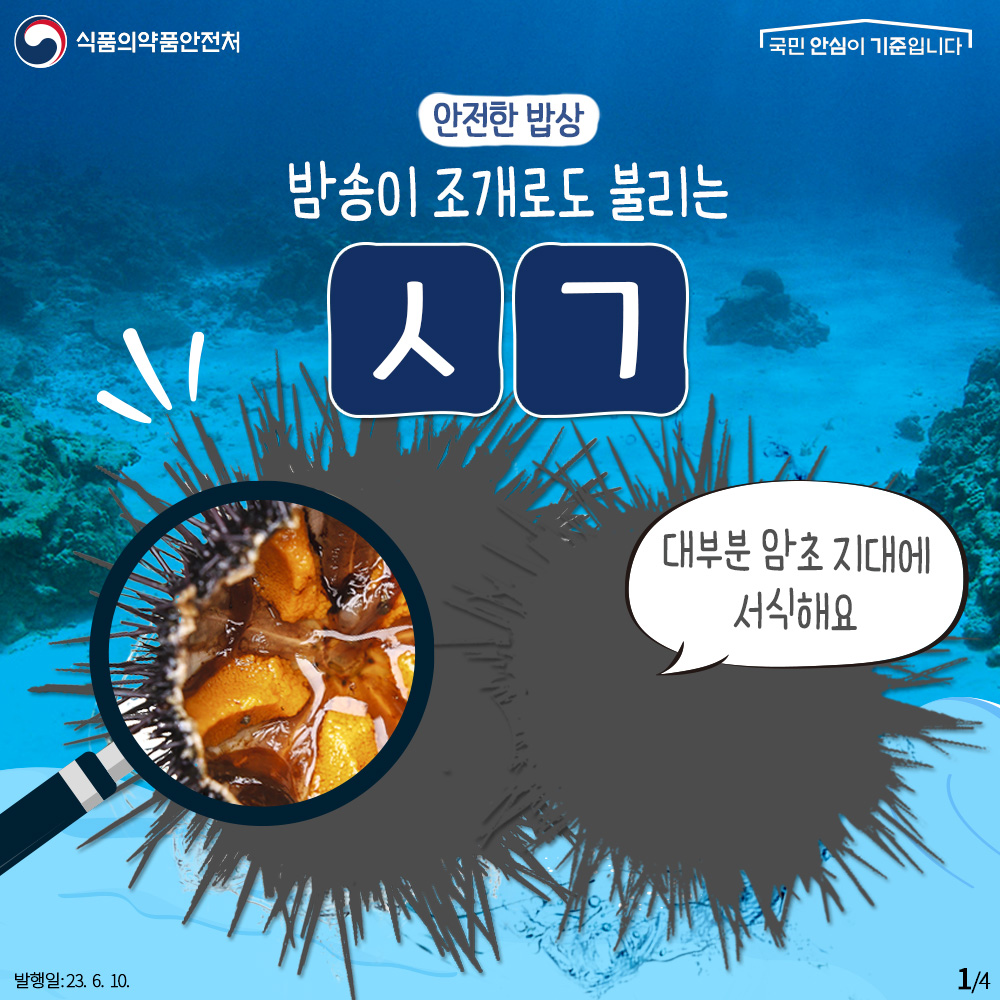 안전한 밥상
밤송이 조개로도 불리는
ㅅㄱ
- 대부분 암초 지대에 서식해요
