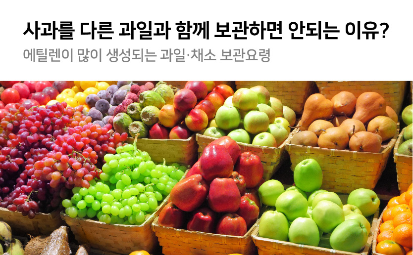 사과를 다른 과일과 함께 보관하면 안되는 이유 에틸렌이 많이 생성되는 과일 채소 보관요령