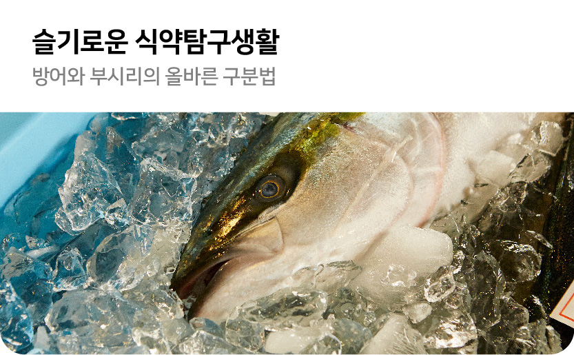 슬기로운 식약 탐구생활 방어와 부시리의 올바른 구분법