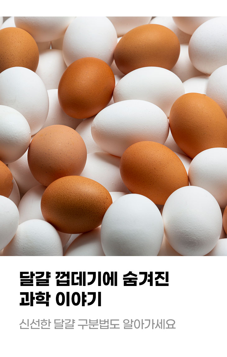 달걀 껍데기에 숨겨진 과학 이야기 신선한 달걀 구분법도 알아가세요