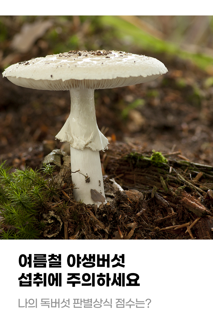 여름철 야생버섯 섭취에 주의하세요 나의 독버섯 판별상식 점수는?