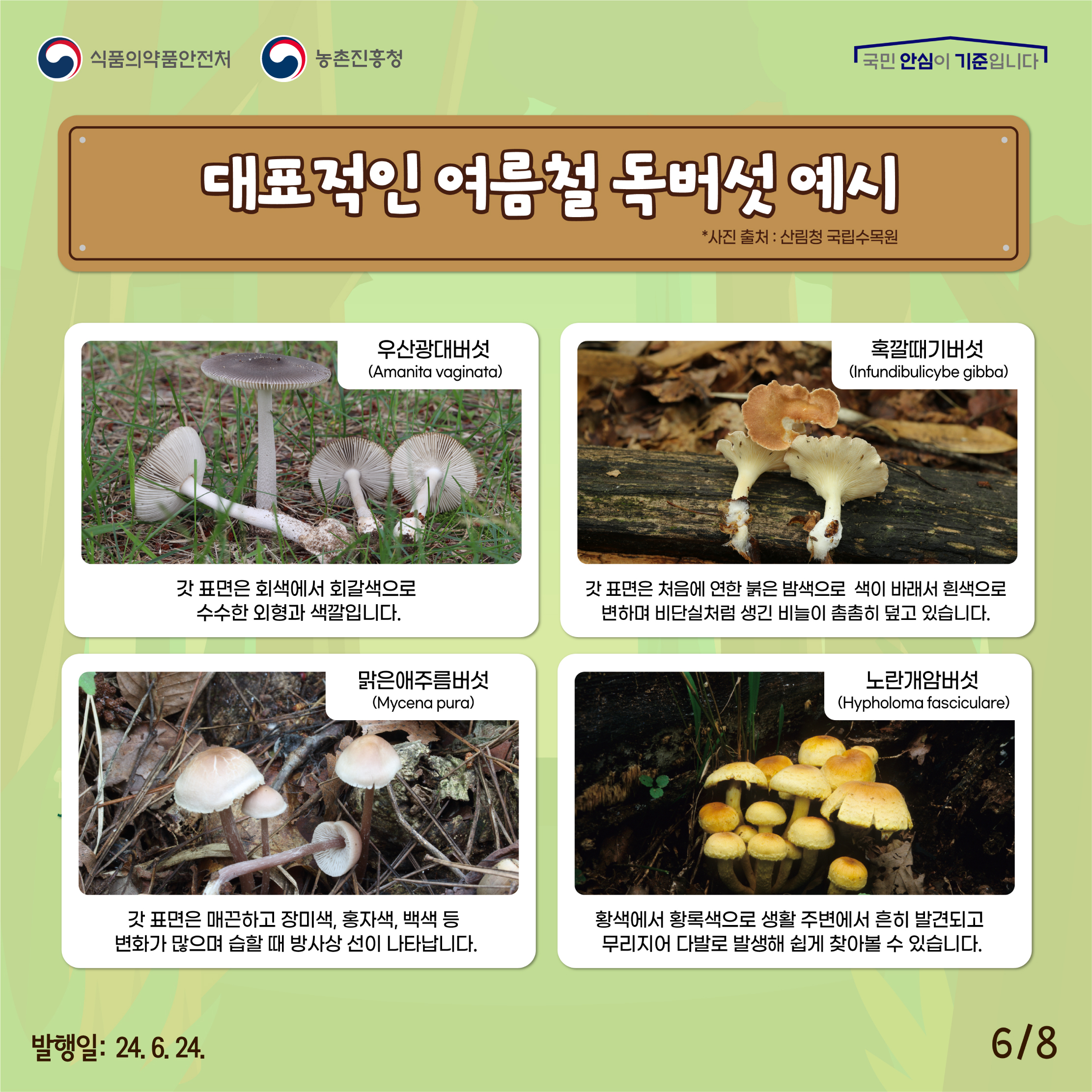 6.
식품의약품안전처 농촌진흥청
국민 안심이 기준입니다

대표적인 여름철 독버섯 예시* 사진출처:산림청 국립수목원

우산광대버섯(Amanita voginata)
갓 표면은 회색에서 회갈색으로 수수한 외형과 색깔입니다.

혹깔때기버섯(Infundibulicy gibba)
갓 포면은 처음에 연한 붉은 밤색으로 색이 바래서 흰색으로 변하며 비단실처럼 생긴 비늘이 촘촘히 덮고 있습니다.

맑은애주름버섯(Mycena pura)
갓 표면은 매끈하고 장미색, 홍자색, 백색 등 변화가 많으며 습할 때 방사상 선이 나타납니다.

노란개암버섯(Hypholoma fasciculare)
황색에서 황록색으로 생활 주변에서 흔히 발견되고 무리지어 다발로 발생해 쉽게 찾아볼 수 있습니다.

발행일: 24. 6. 24.
6/8

