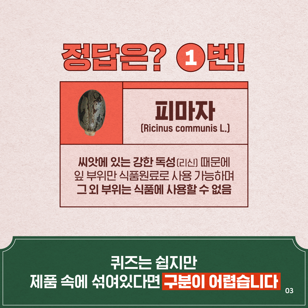 3.
정답은? 1번!

피마자
(Ricinus communis L.)
씨앗에 있는 강한 독성(리신) 때문에
잎 부위만 식품원료로 사용 가능하며
그 외 부외는 식품에 사용할 수 없음

퀴즈는 쉽지만
제품 속에 섞여있다면 구분이 어렵습니다.

03

