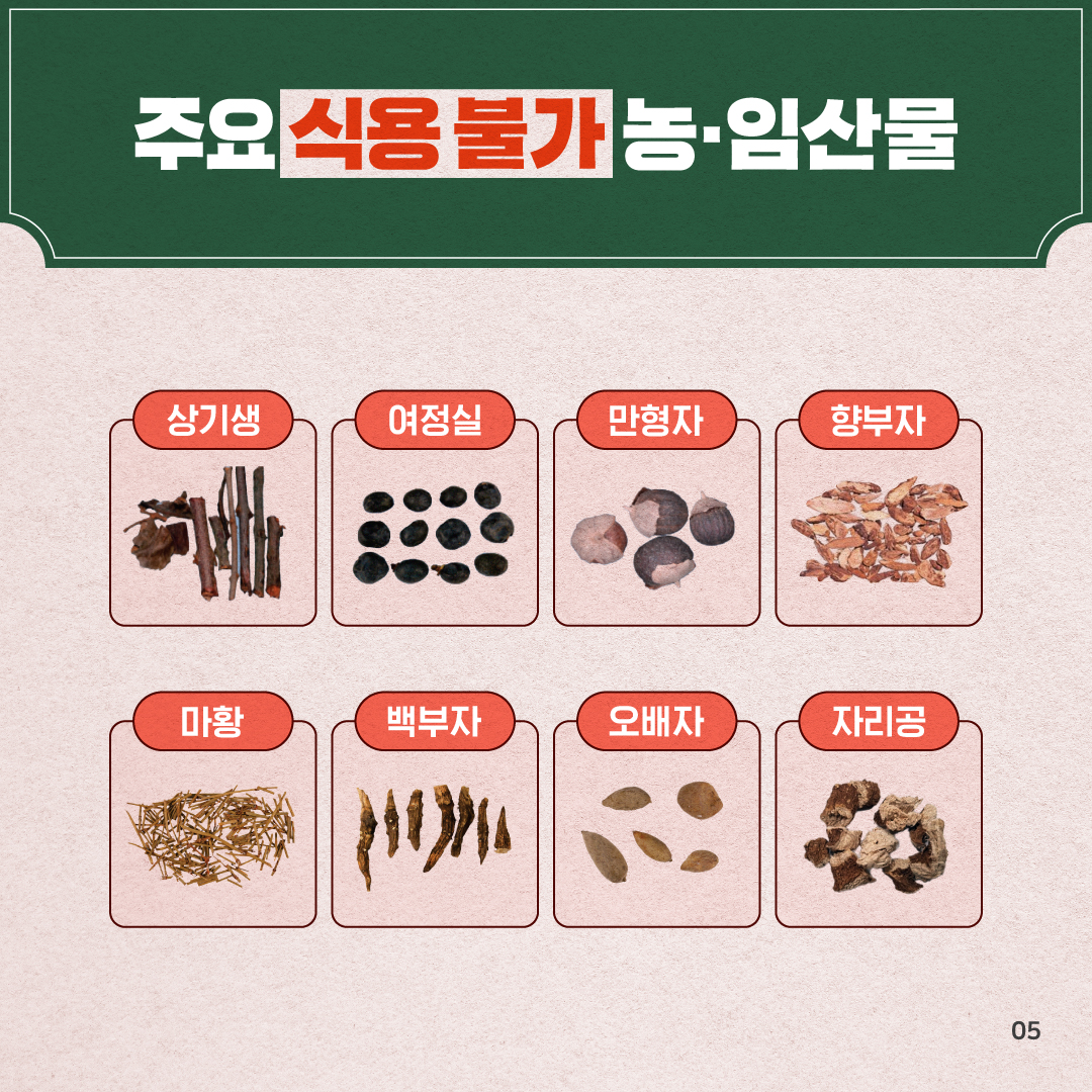 5.
주요 식용 불가 농·임산물

상기생 여정실 만형자 향부자
마황 백부자 오배자 자리공

05
